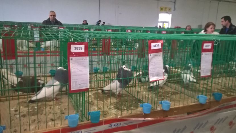  - Nationala Slovaciei-2016