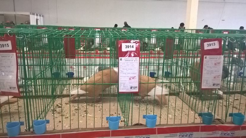  - Nationala Slovaciei-2016