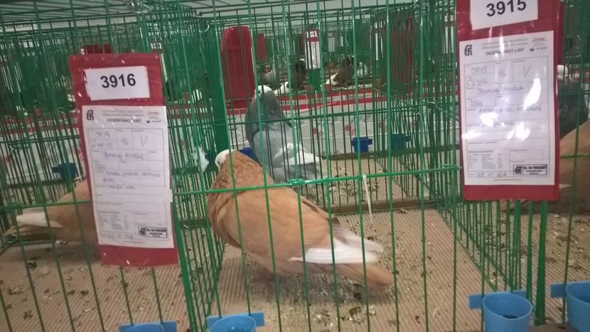  - Nationala Slovaciei-2016