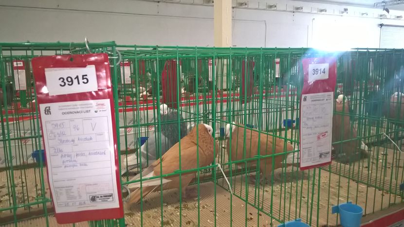  - Nationala Slovaciei-2016