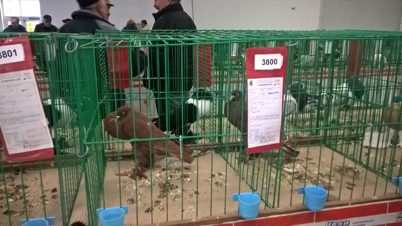  - Nationala Slovaciei-2016