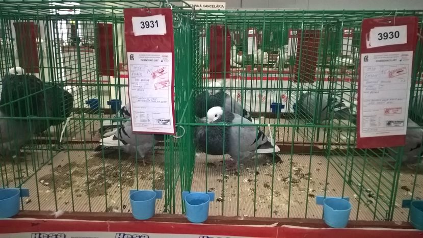  - Nationala Slovaciei-2016