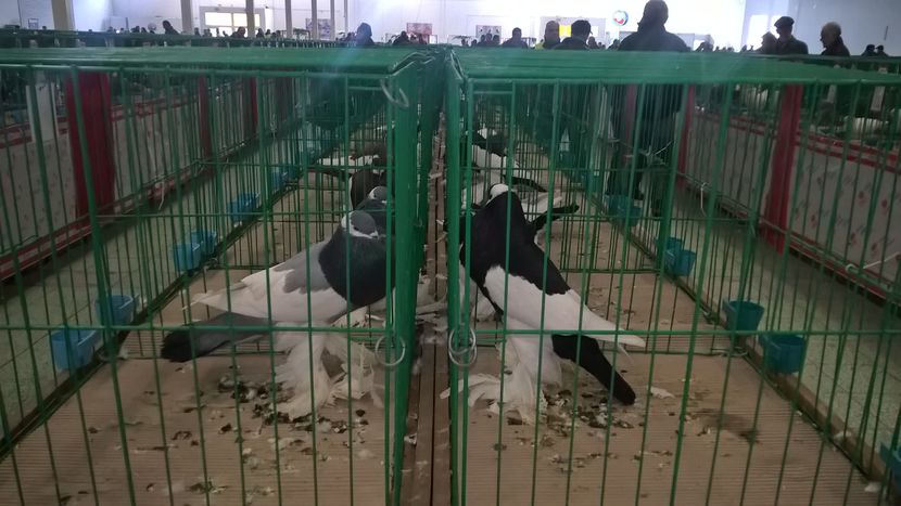  - Nationala Slovaciei-2016