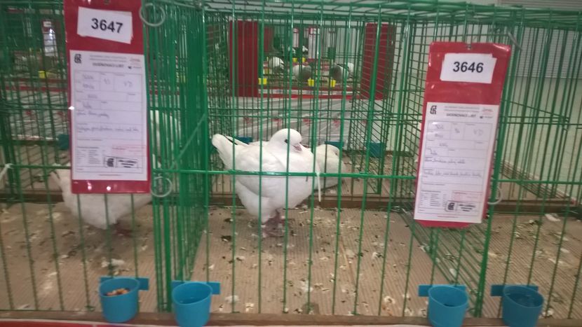  - Nationala Slovaciei-2016