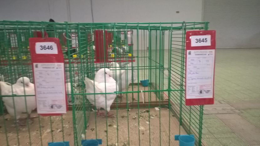  - Nationala Slovaciei-2016