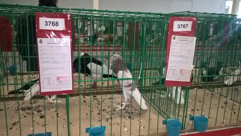  - Nationala Slovaciei-2016