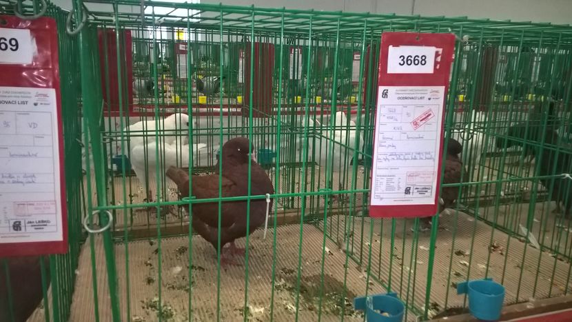  - Nationala Slovaciei-2016