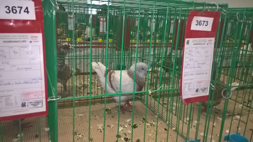  - Nationala Slovaciei-2016