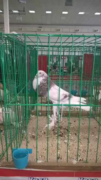  - Nationala Slovaciei-2016