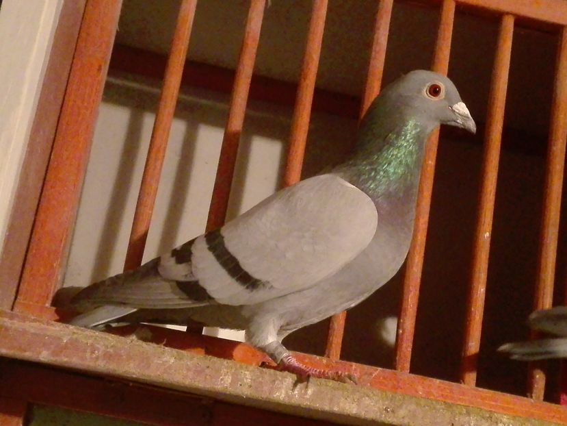 Soimii Plevna; Fiu din 0437953-2013	F, Loc 10 National AS Maraton 2015 cu 28.77 pct.
