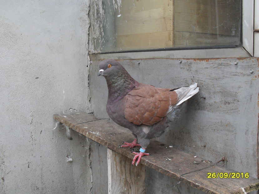 SDC14374 - pasari si porumbei ce detin in prezent