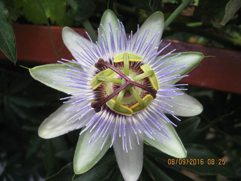Picture 7182 - Passiflora caerulea