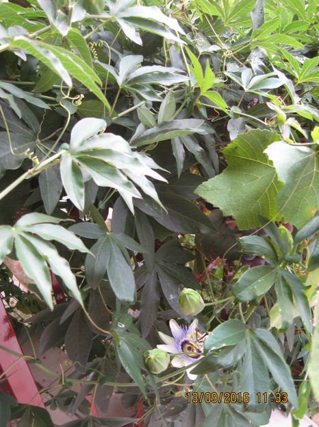Picture 7305 - Passiflora caerulea