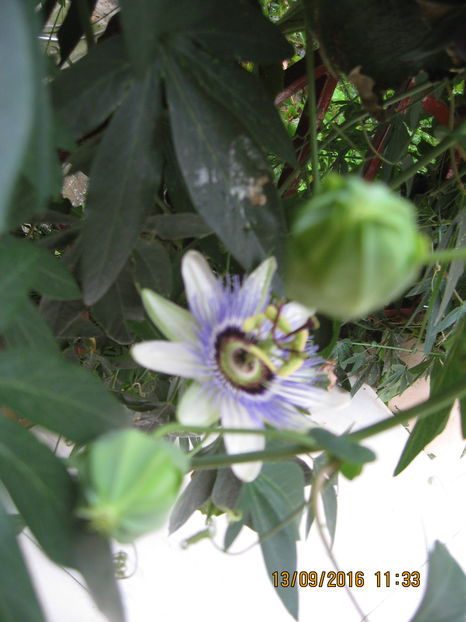 Picture 7306 - Passiflora caerulea
