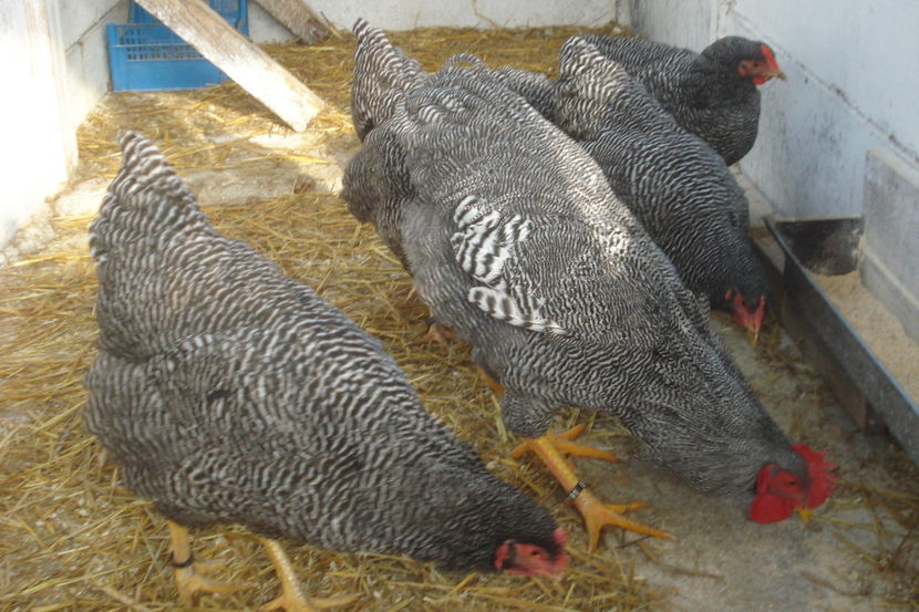  - PLYMOUTH ROCK BARAT 2016-2017 FAMILIA 2