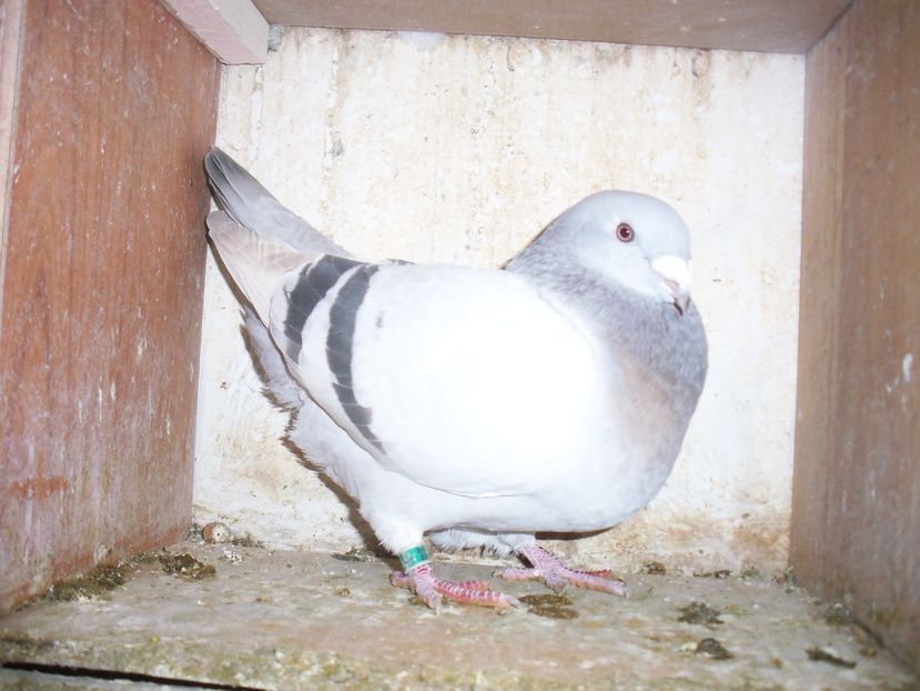 f2013 vandut - contact