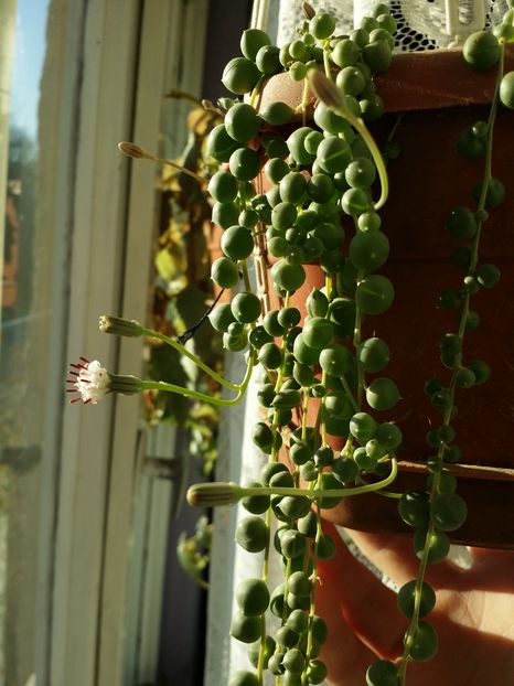  - Cactusi si suculente 2015-2016-2017