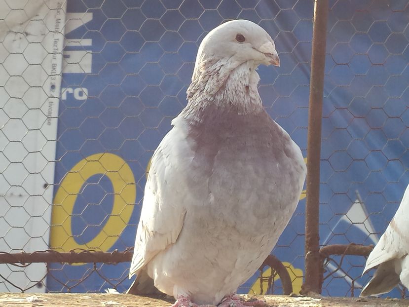  - BUJORI 2016