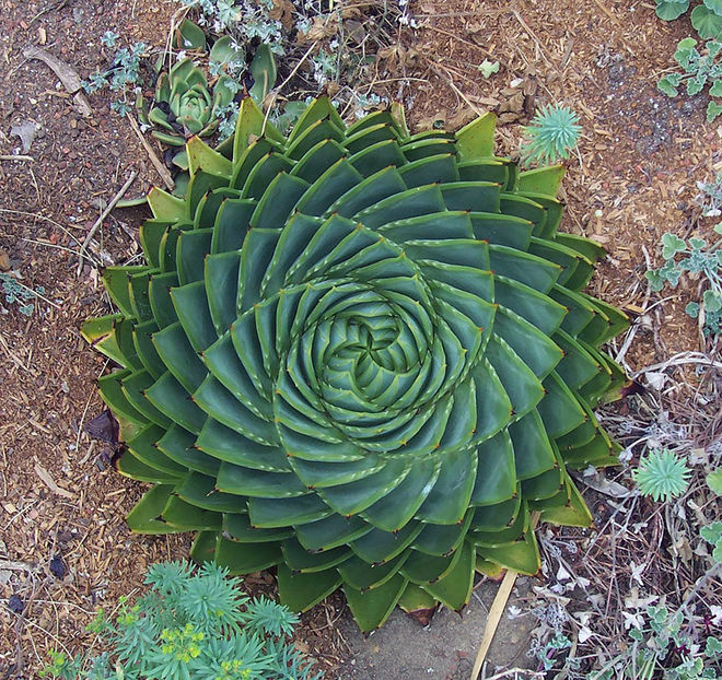 Aloe-Polyphylla_880 - Dorinte 2017