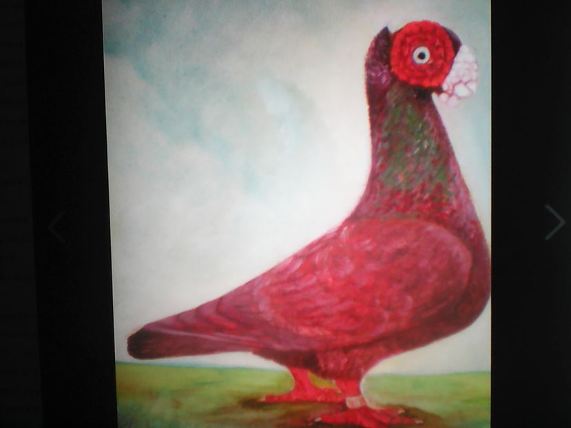 Sandard  BERBER  CU  MOŢ