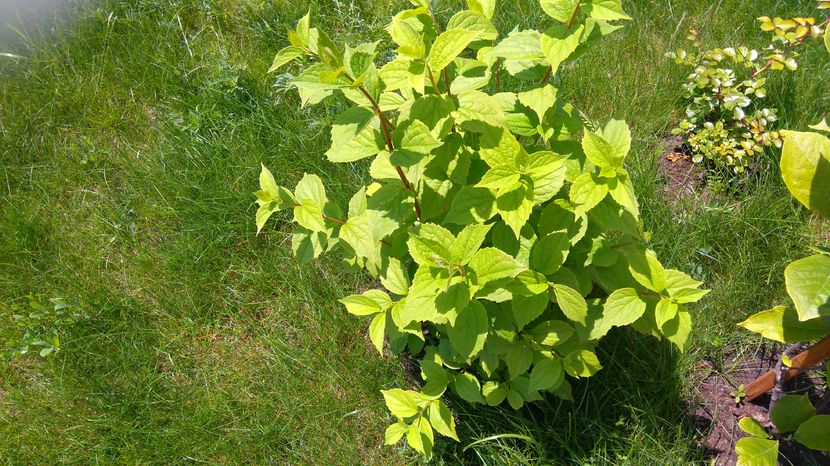 Philadelphus coronarius - Arbori -arbusti ornamentali de exterior si liane