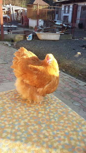  - orpington galben 2016