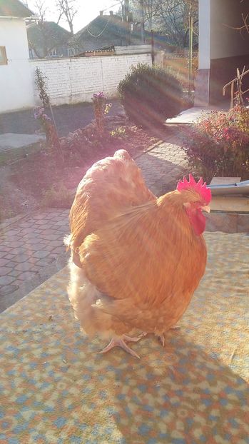 - orpington galben 2016