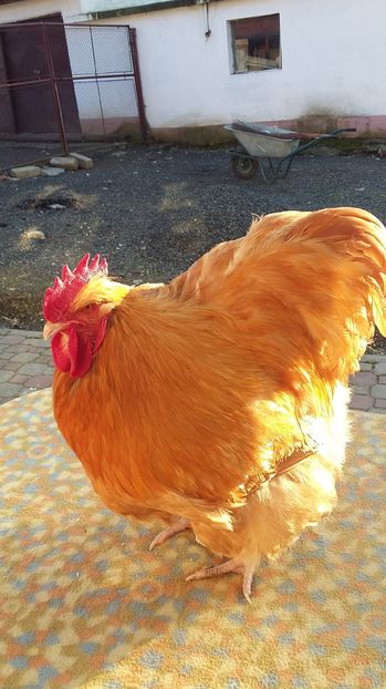  - orpington galben 2016