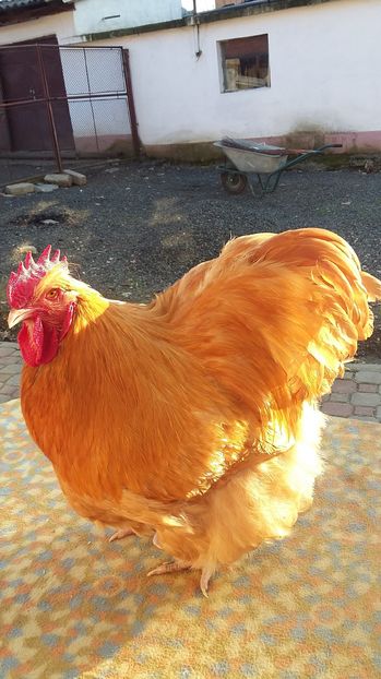 - orpington galben 2016