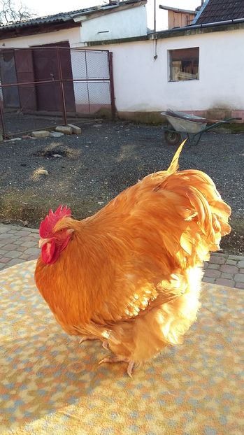  - orpington galben 2016