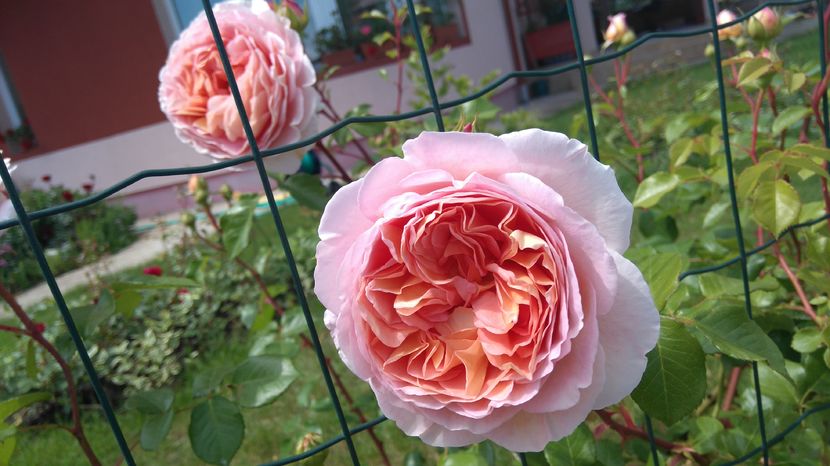 Abraham Darby - Trandafiri englezesti urcatori