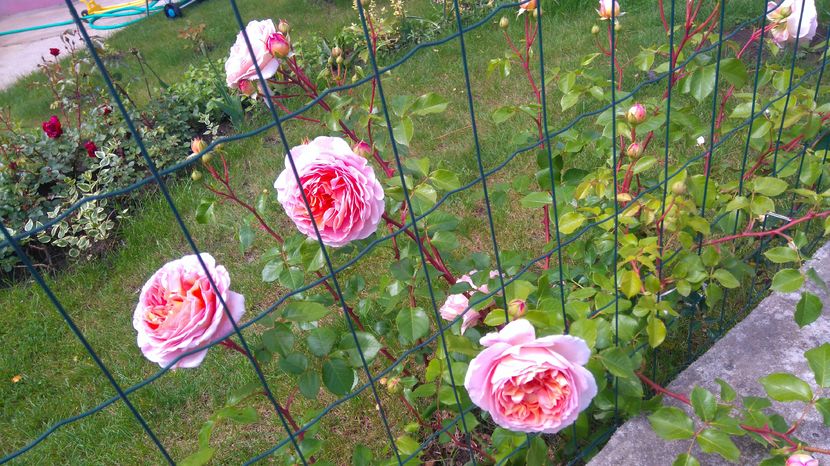 Abraham Darby - Trandafiri englezesti urcatori