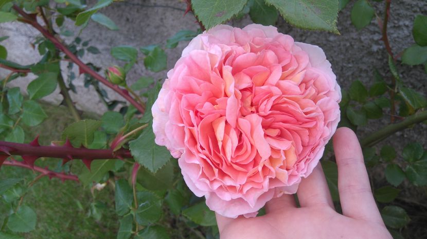 Abraham Darby - Trandafiri englezesti urcatori