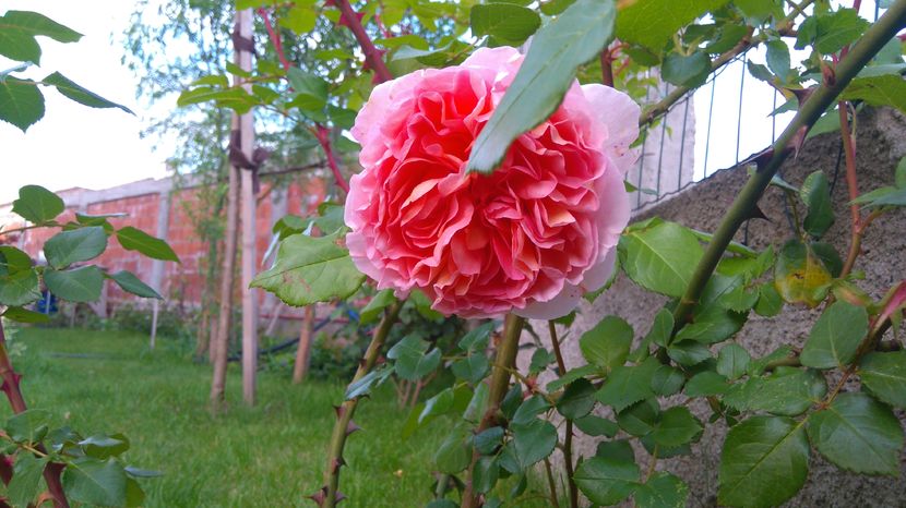 Abraham Darby - Trandafiri englezesti urcatori