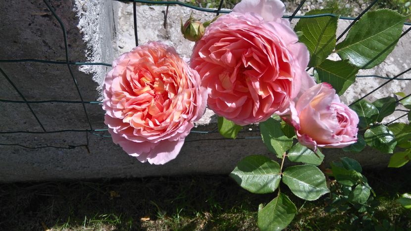 Abraham Darby - Trandafiri englezesti urcatori