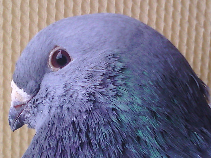 Mascul