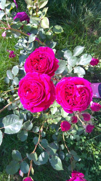 Falstaff - Trandafiri englezesti urcatori