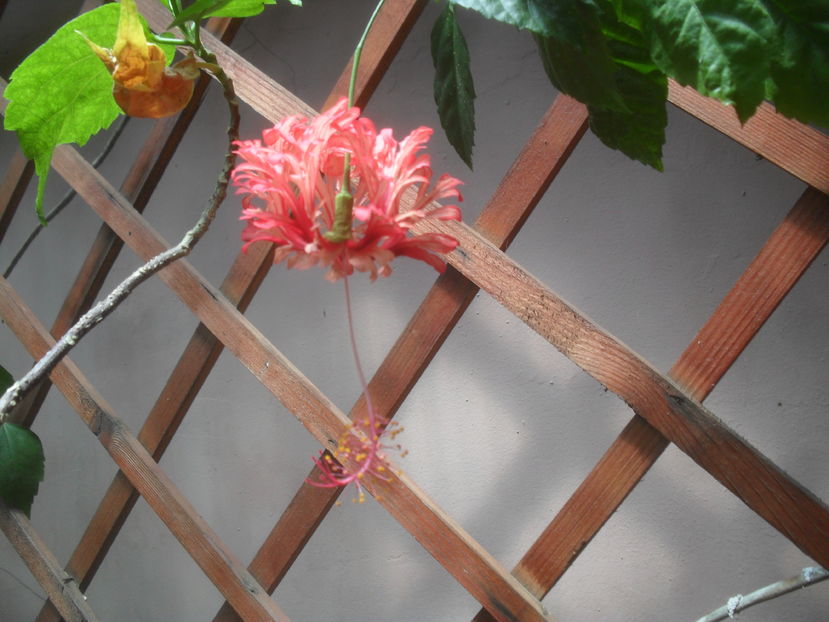 SAM_3699 - Vara 2016