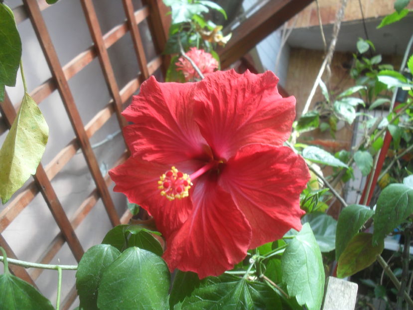 SAM_3700 - Vara 2016