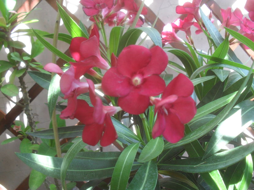 SAM_3703 - Vara 2016