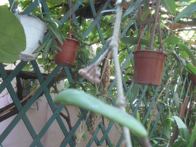 SAM_3706 - Vara 2016