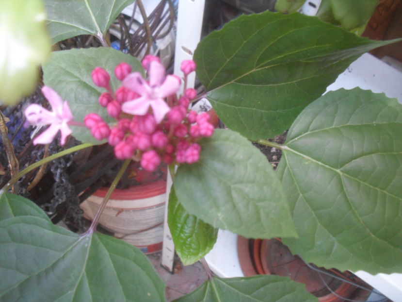 SAM_3708 - Vara 2016