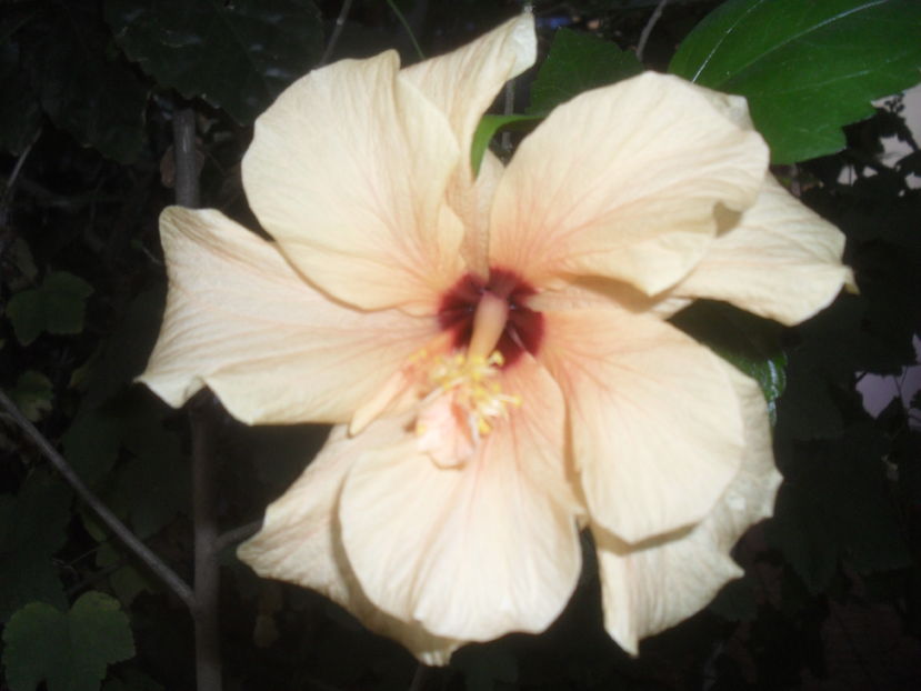 SAM_3709 - Vara 2016