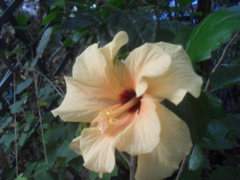 SAM_3712 - Vara 2016