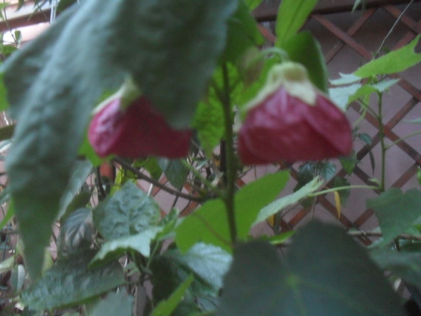 SAM_3713 - Vara 2016