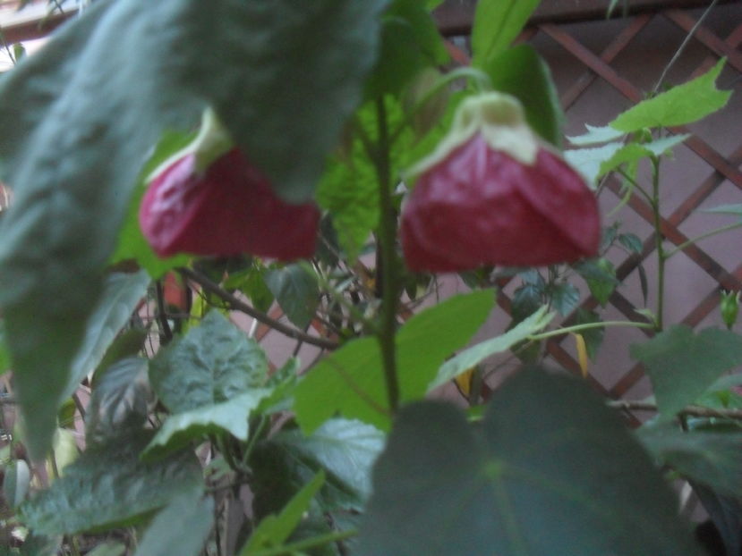 SAM_3714 - Vara 2016