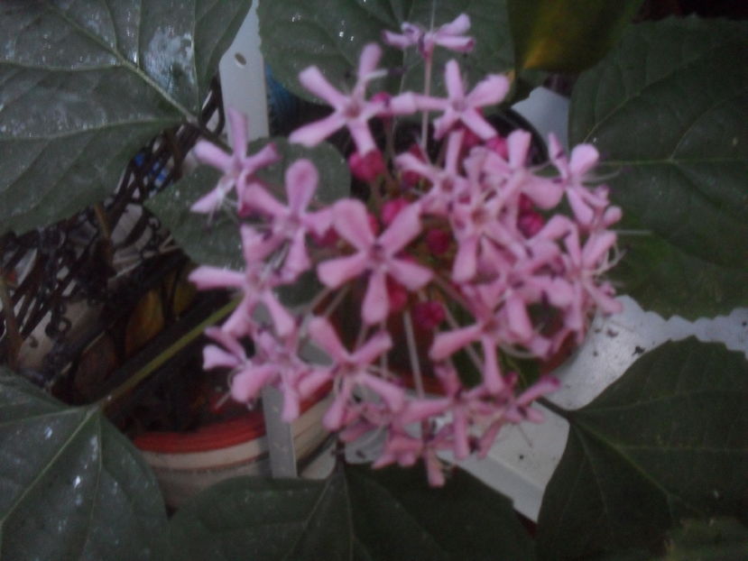 SAM_3716 - Vara 2016