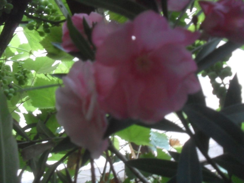 SAM_3718 - Vara 2016