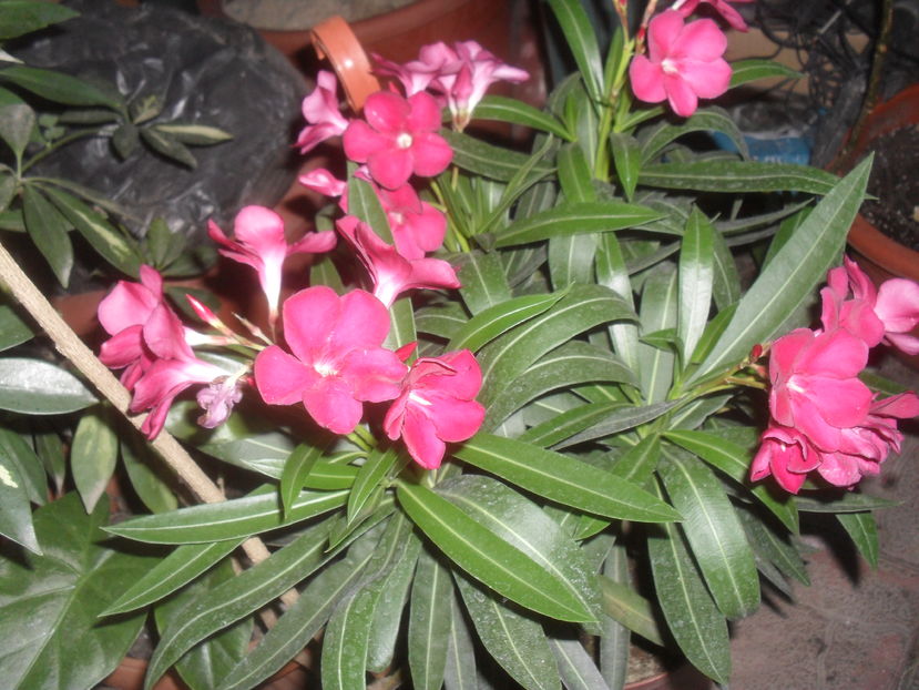 SAM_3721 - Vara 2016