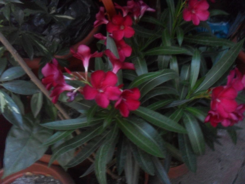 SAM_3722 - Vara 2016